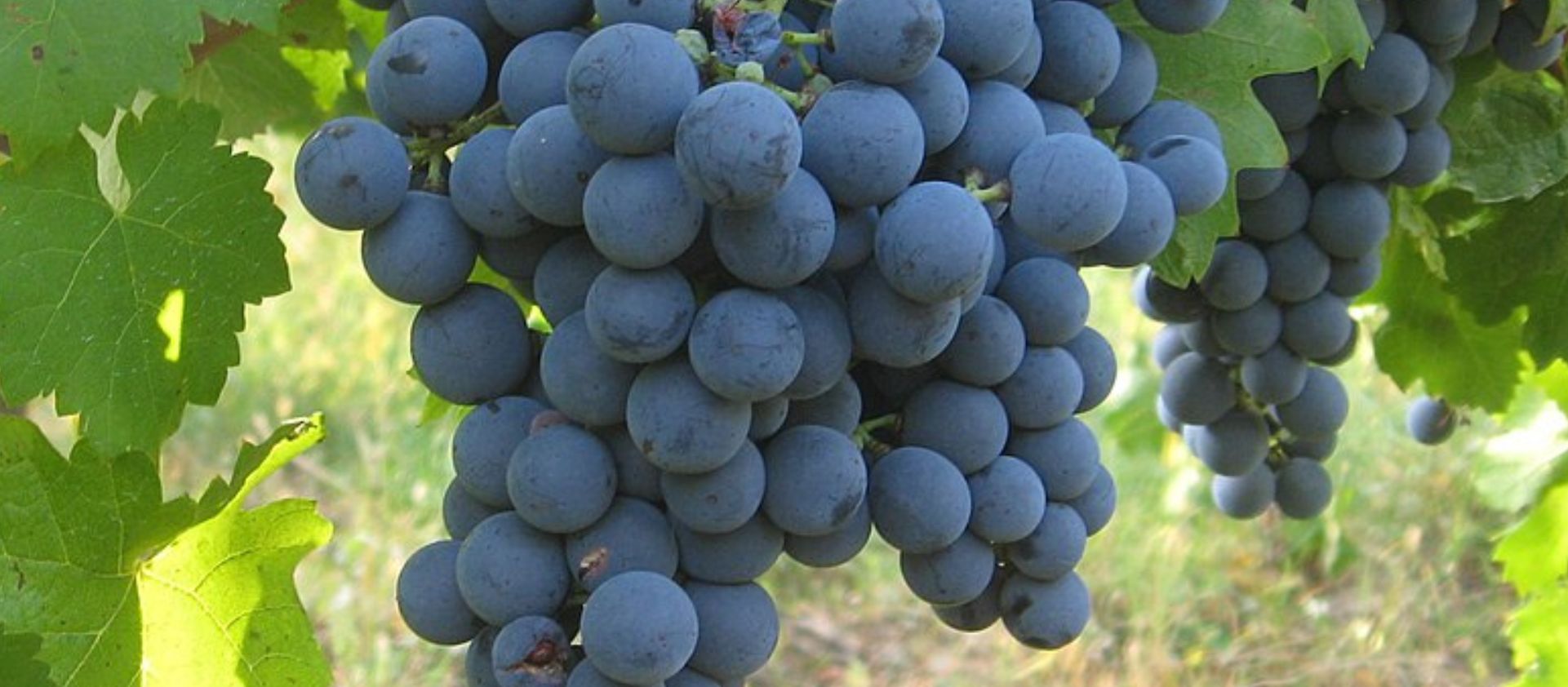 Carmenere: la varietat perduda o oblidada?