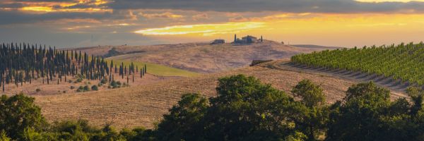 La revolució Toscana, els vins de taula més cars del món