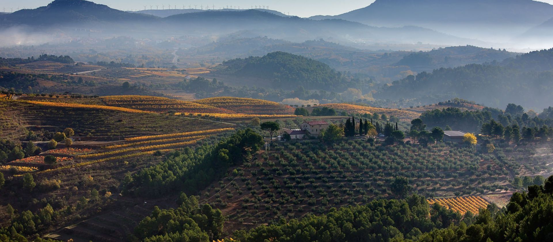 Descobreix els tresors enològics de la DO Priorat: 5 cellers imperdibles 