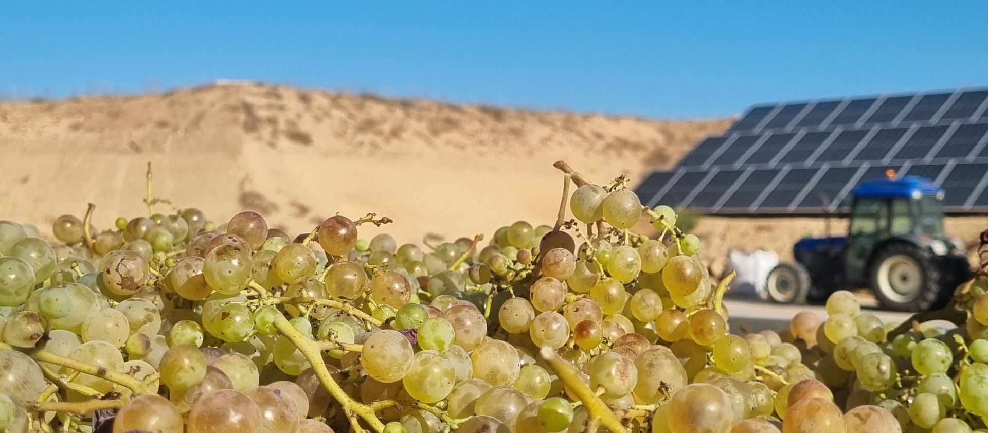 La verema: tradició, temps i curiositats