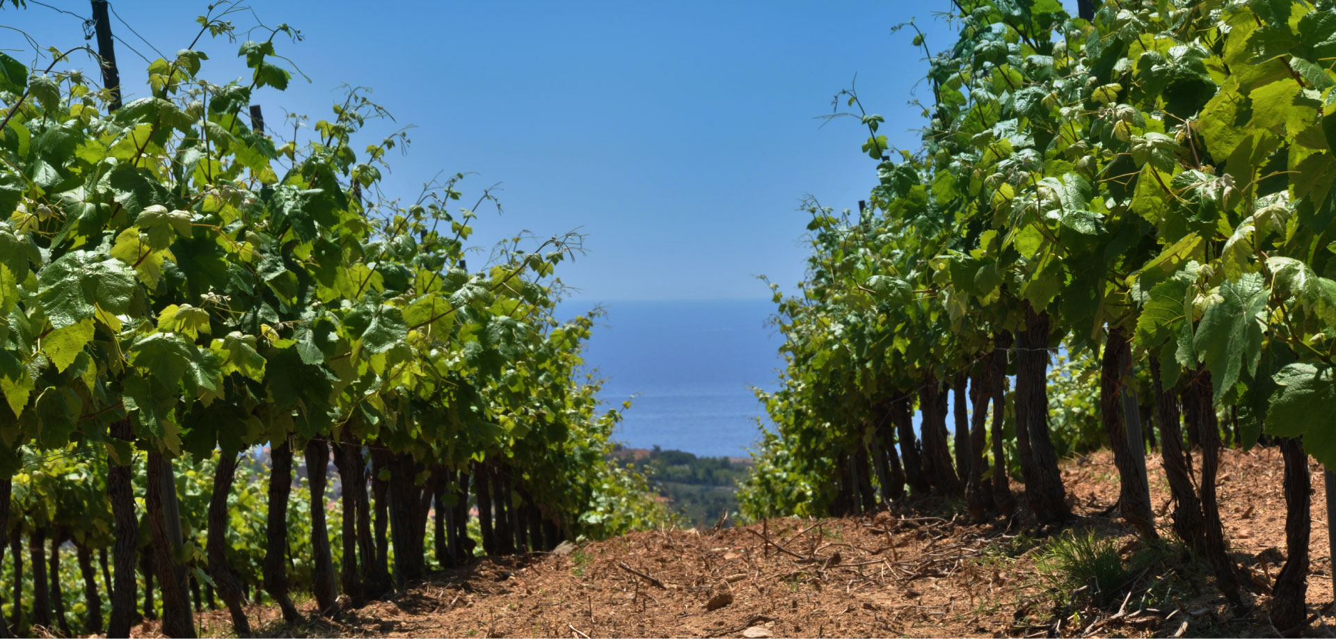 Cinc vins d’Alella ideals per gaudir amb el bon temps