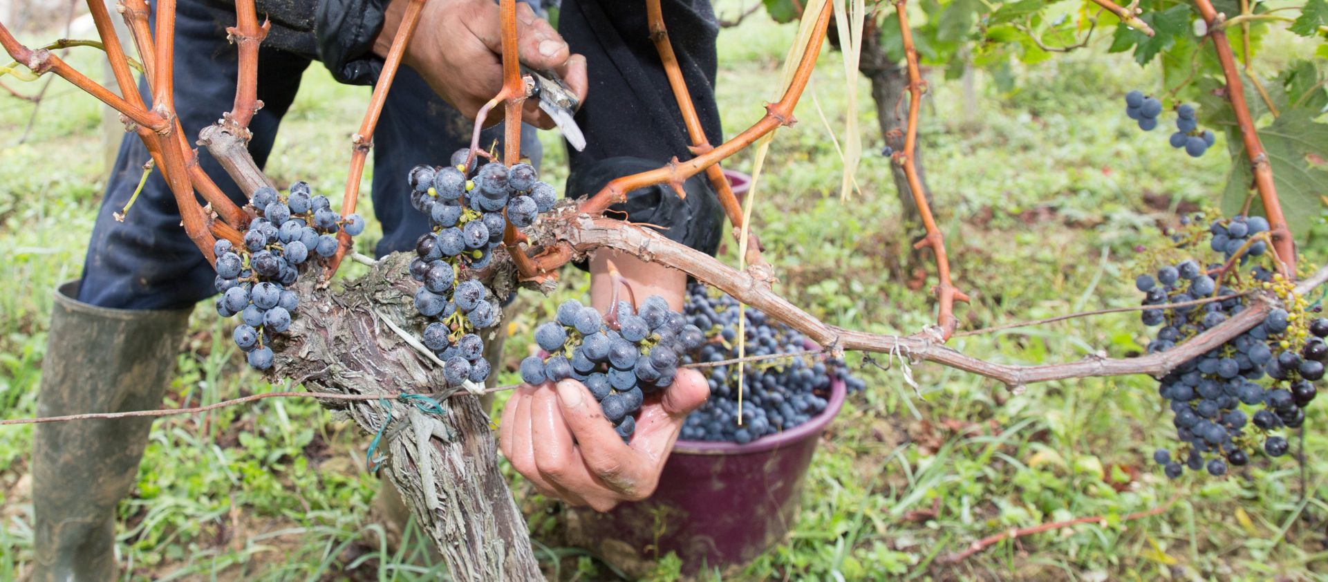 Diferencias entre Cabernet Sauvignon y Merlot: Una Guía para amantes del vino